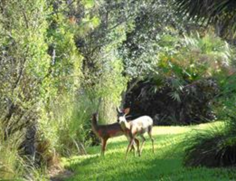Kismet Gopher Tortoise Relocation • Turrell, Hall & Associates, Inc.