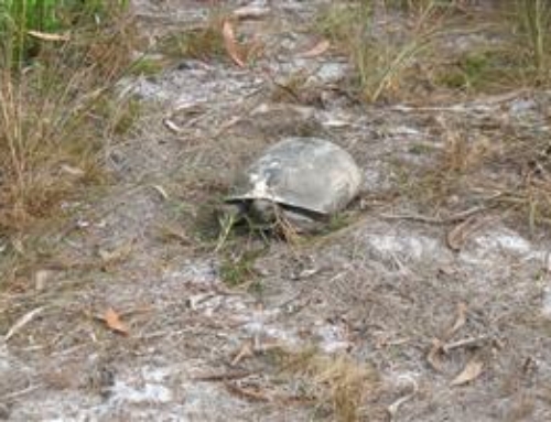 Kismet Gopher Tortoise Relocation