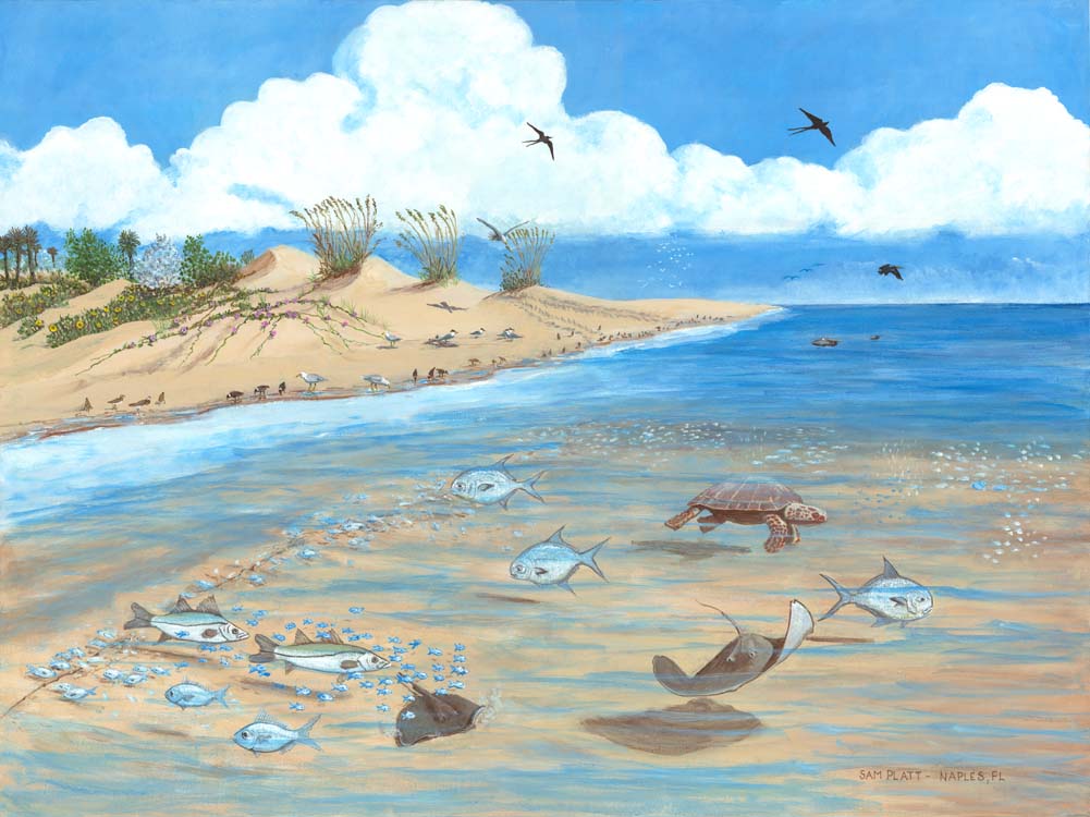 Beach Ecosystem